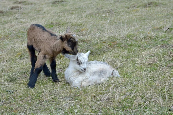 Deux chèvres mignonnes à l'extérieur — Photo