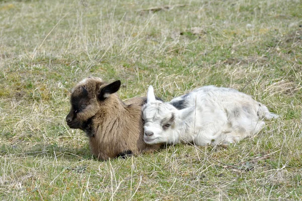 Due simpatici goatlings all'aperto — Foto Stock