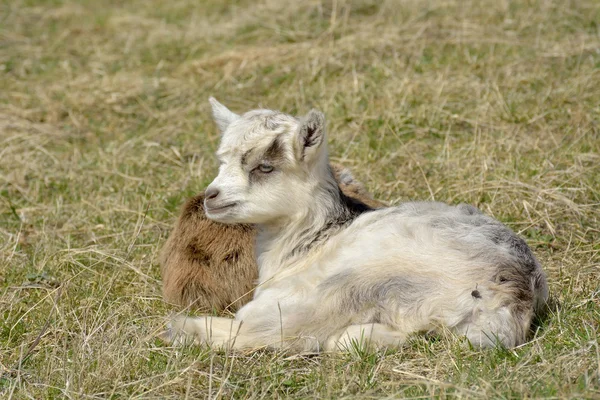 Deux chèvres mignonnes à l'extérieur — Photo