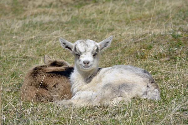 Twee schattige goatlings buitenshuis — Stockfoto