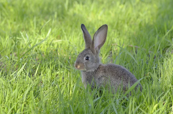 Маленький кролик на траве — стоковое фото