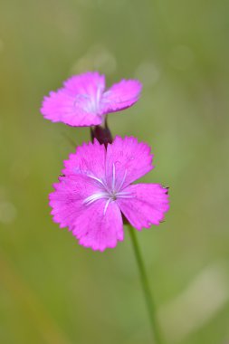 Pembe çiçek yaz aylarında açık yakın çekim