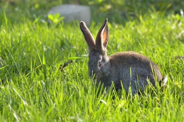 Sahadaki genç tavşan
