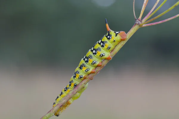 Schwalbenschwanz-Schmetterlingsraupe — Stockfoto