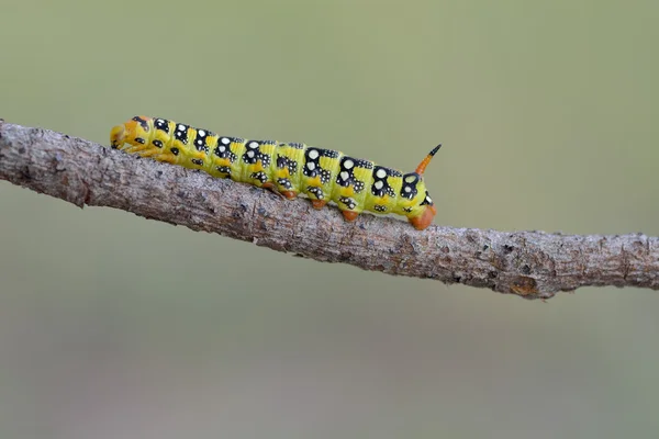 Swallowtail vlinder caterpillar — Stockfoto