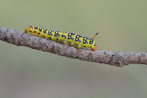 Swallowtail kelebek tırtıl