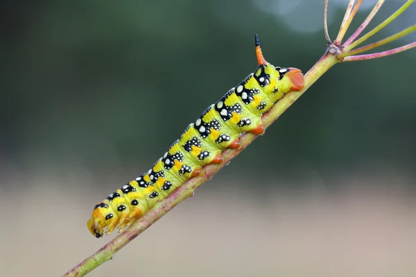 Schwalbenschwanz-Schmetterlingsraupe — Stockfoto