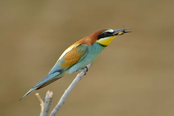 European bee-eater (Merops Apiaster) outdoor — Stock Photo, Image