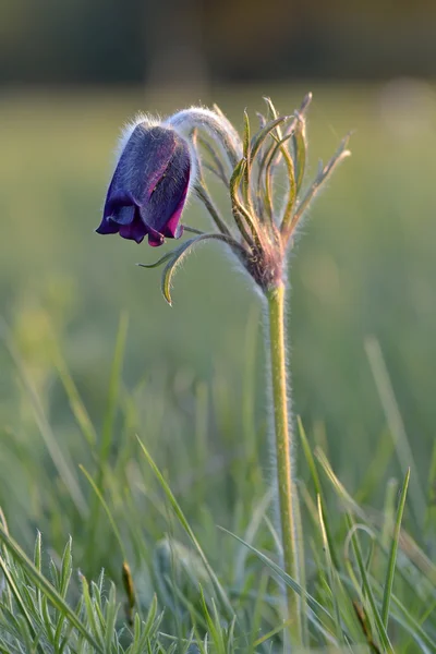 Berg pasqueflower (pulsatilla montana) in bloem op een ochtend maart — Stockfoto