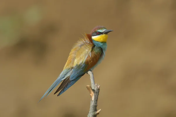 Comedor de abelhas europeu (Merops Apiaster) ao ar livre — Fotografia de Stock