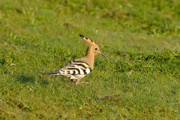 Hoopoe pasăre în habitatul natural (epoca upa ) — Fotografie, imagine de stoc