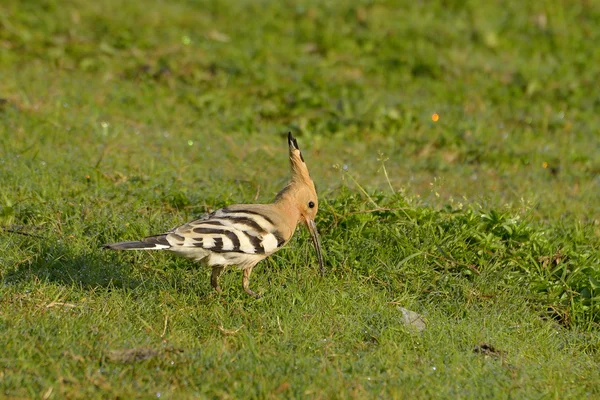 Aves de Hoopoe en hábitat natural (upupa epops ) —  Fotos de Stock