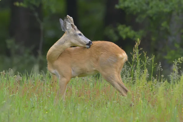 Roebuck (capreolus capreolus) ) — Photo