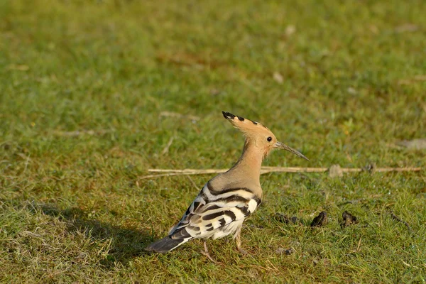 Härfågeln fågel i naturliga livsmiljö (upupa epops) — Stockfoto