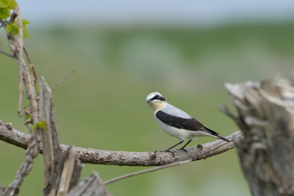 Northern wheatear, Oenanthe oenanthe, single male — Stock Photo, Image