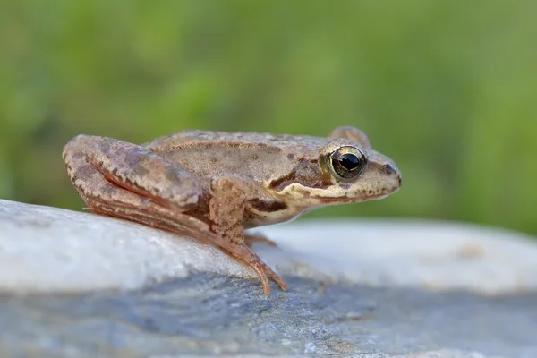 Ortak kurbağa, rana temporaria da Avrupa ortak kurbağa — Stok fotoğraf