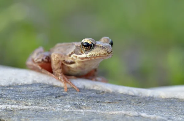 Der Gemeine Frosch, rana temporaria auch als Europäischer Gemeiner Frosch bekannt — Stockfoto