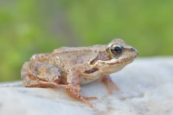 The Common Frog, Rana temporaria also known as the European Common Frog — Stock Photo, Image