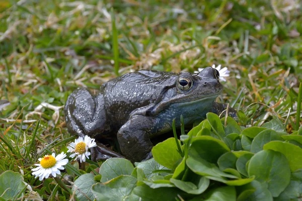 Wendiger Frosch (rana dalmatina) im Gras — Stockfoto
