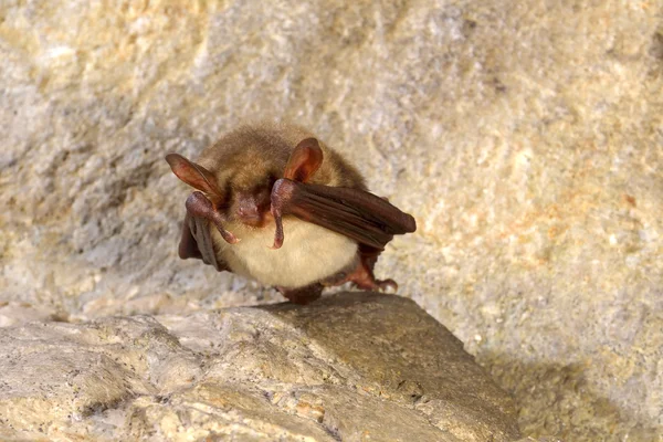 Daha büyük fare kulaklı yarasa (Myotis miyotis) — Stok fotoğraf