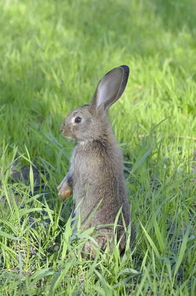 Lilla kanin på gräs — Stockfoto