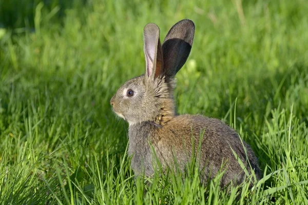 Pequeno coelho na grama — Fotografia de Stock