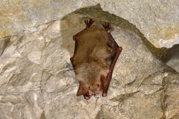 Daha büyük fare kulaklı yarasa (Myotis miyotis) — Stok fotoğraf