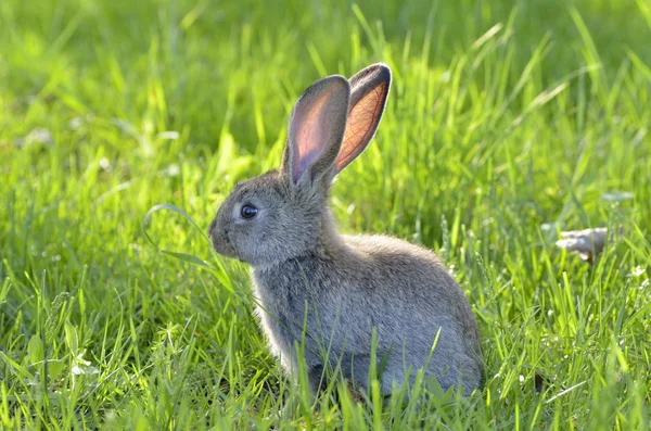 Ung kanin på fältet — Stockfoto