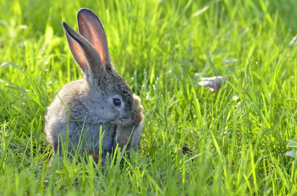 Ung kanin på fältet — Stockfoto