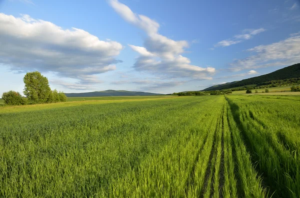 Grüne Wiese und strahlend blauer Himmel — Stockfoto