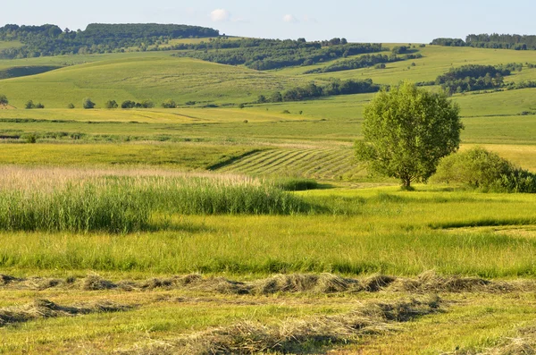 Grüne Wiese und strahlend blauer Himmel — Stockfoto