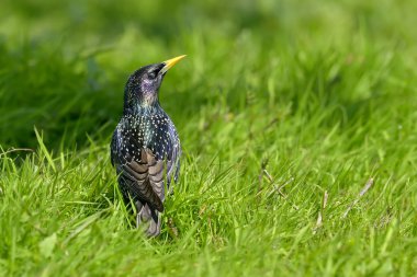 Renkli sığırcık kuşu dalı (sturnus vulgaris)