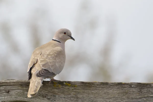 Avrasya Yakalı Güvercini (streptopelia decaocto)