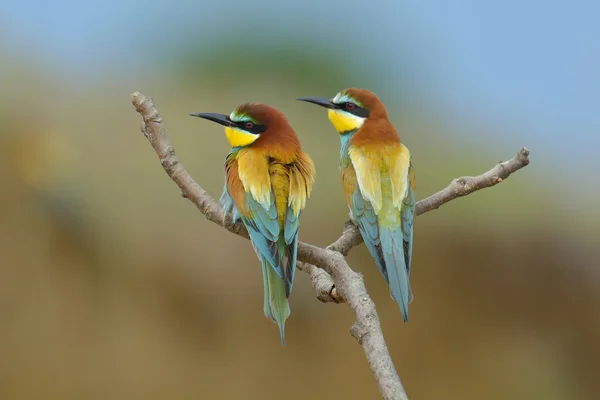 ヨーロッパハチクイ (Merops Apiaster) 屋外 — ストック写真