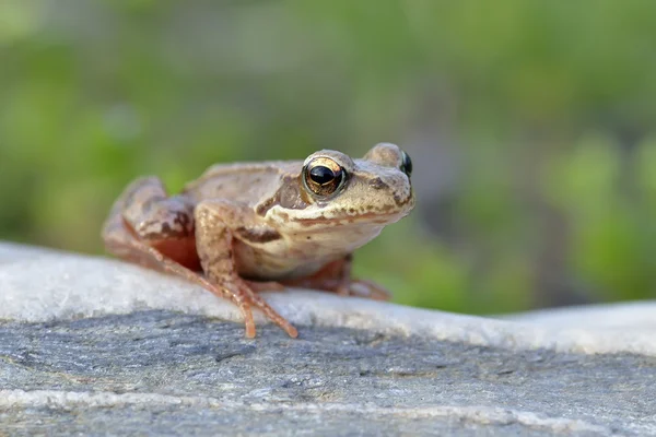 The Common Frog, Rana temporaria also known as the European Common Frog — Stock Photo, Image