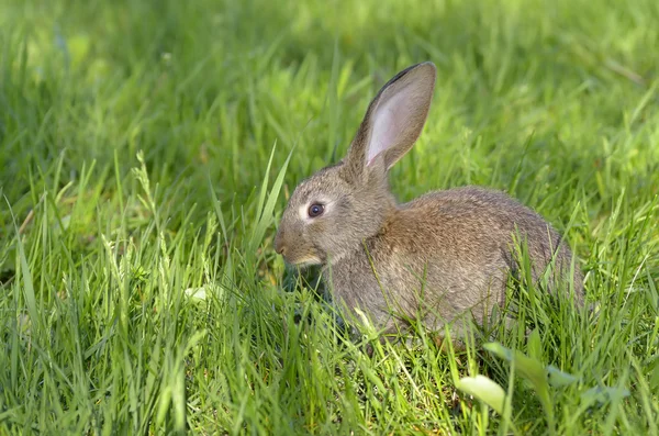Sahadaki genç tavşan — Stok fotoğraf