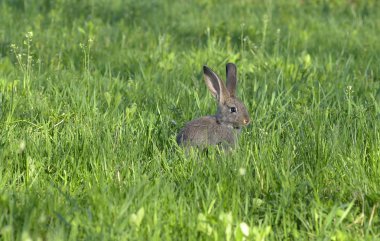 çimenlerin üzerinde küçük tavşan