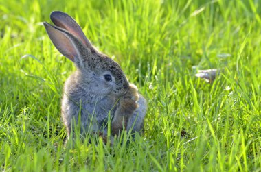 Genç tavşan bir alanda oturup