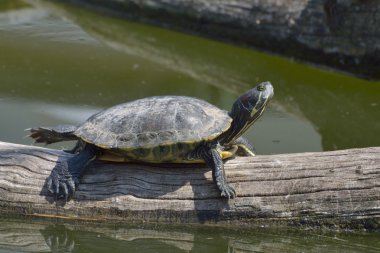 Kızıl Kulaklı Terrapin - Trachemys betiği elegans