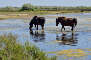 Güzel at Danube Delta, Romanya portresi