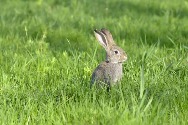 Pequeño conejo en la hierba —  Fotos de Stock