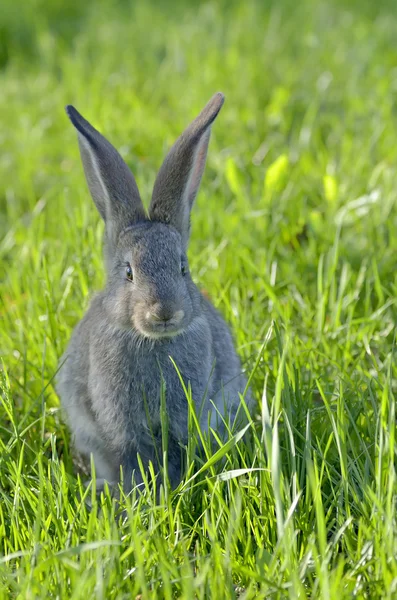 Çimenlerin üzerinde küçük tavşan — Stok fotoğraf