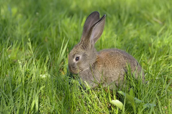 Çimenlerin üzerinde genç tavşan — Stok fotoğraf