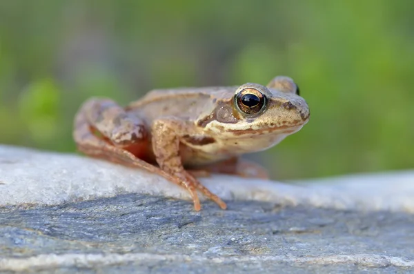 The Common Frog, Rana temporaria also known as the European Common Frog — Stock Photo, Image