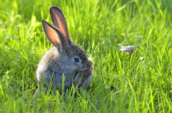 Genç tavşan bir alanda oturup — Stok fotoğraf