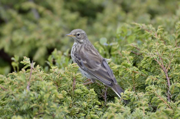 搁在一棵树 (Anthus spinoletta 上水 pippit) — 图库照片