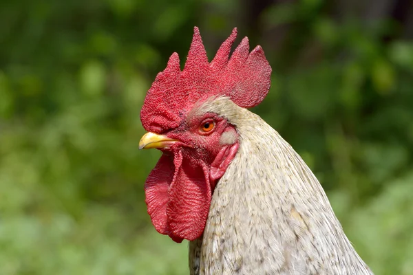 Cock portrait — Stock Photo, Image