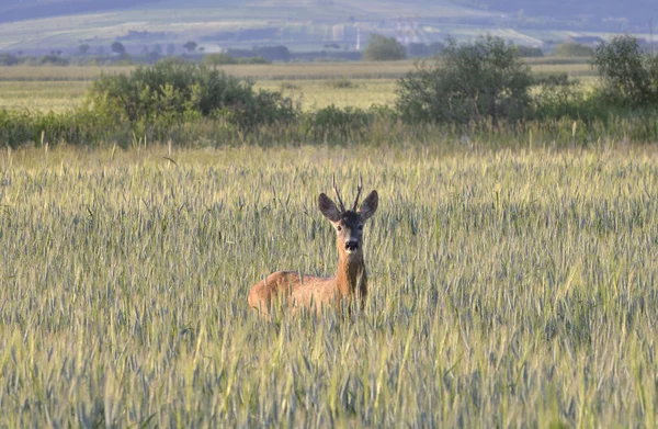 Roebuck (capreolus capreolus) in habitat naturale — Foto Stock