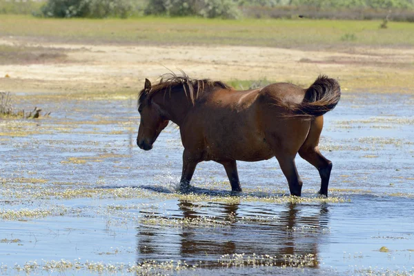 Retrato del bonito caballo Delta del Danubio, Rumania Imagen de archivo