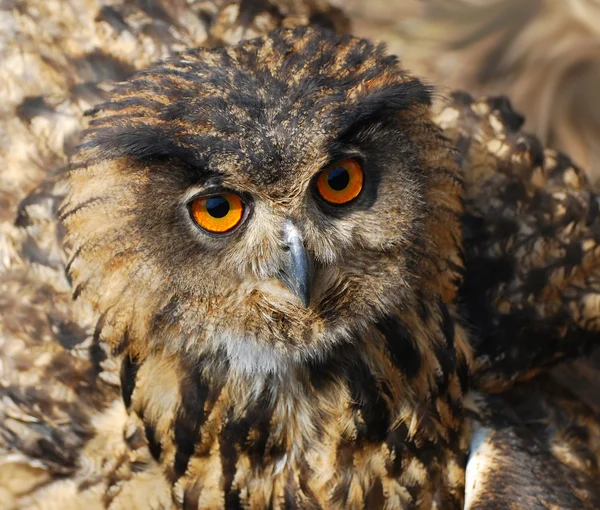 Spotted Eagle-owl - Bubo bubo — Stock Photo, Image